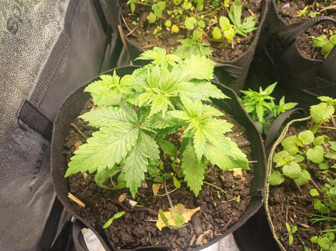 Advanced Seed (gelato#33, Zkittlez, FFC). Week 3