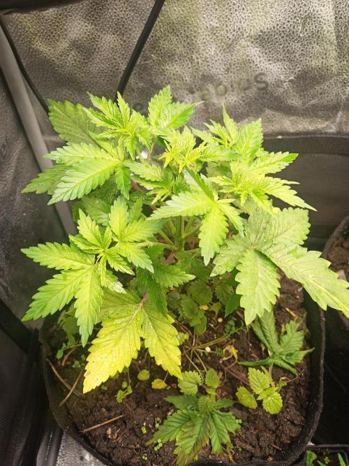 Advanced Seed (gelato#33, Zkittlez, FFC). Week 3