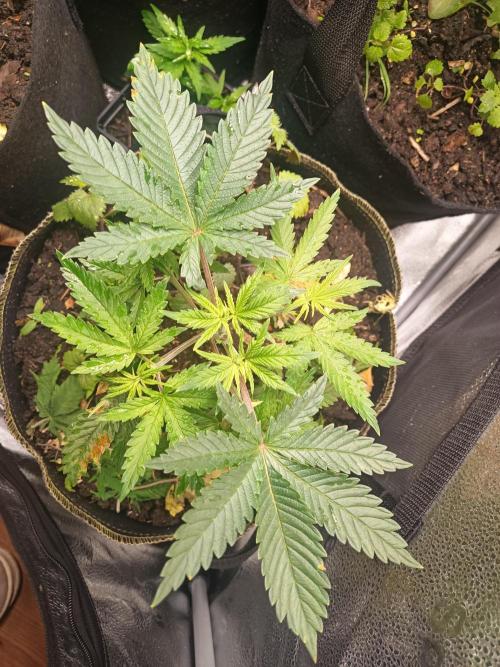 Advanced Seed (gelato#33, Zkittlez, FFC). Week 3