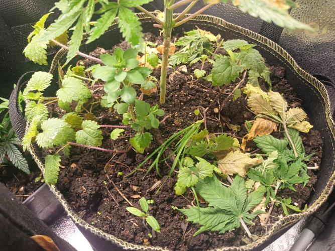 Advanced Seed (gelato#33, Zkittlez, FFC). Week 3