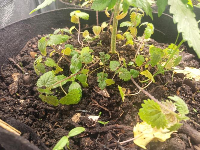 Advanced Seed (gelato#33, Zkittlez, FFC). Week 3