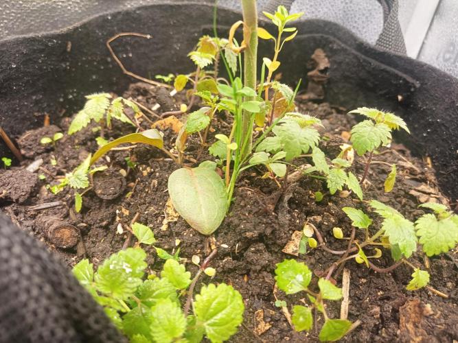 Advanced Seed (gelato#33, Zkittlez, FFC). Week 3