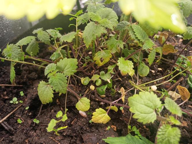 Advanced Seed (gelato#33, Zkittlez, FFC). Week 3
