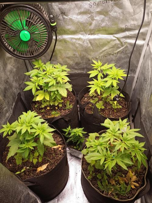 Advanced Seed (gelato#33, Zkittlez, FFC). Week 4
