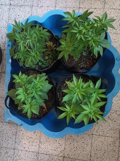 Advanced Seed (gelato#33, Zkittlez, FFC). Week 4