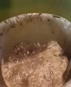 Advanced Seed (gelato#33, Zkittlez, FFC)