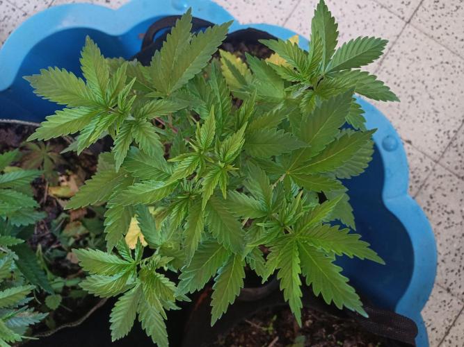 Advanced Seed (gelato#33, Zkittlez, FFC). Week 4
