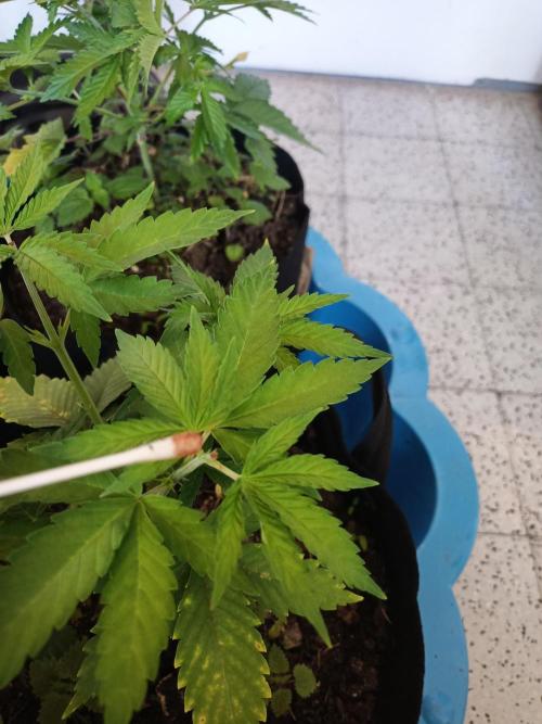 Advanced Seed (gelato#33, Zkittlez, FFC). Week 4