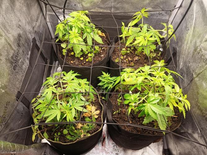 Advanced Seed (gelato#33, Zkittlez, FFC). Week 4