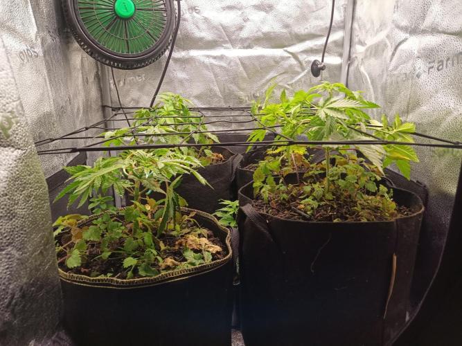Advanced Seed (gelato#33, Zkittlez, FFC). Week 4