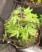 Advanced Seed (gelato#33, Zkittlez, FFC)