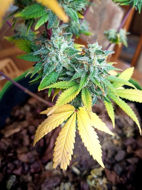 culture #1- Advanced Seeds. Week 8