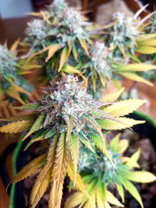 culture #1- Advanced Seeds. Week 8