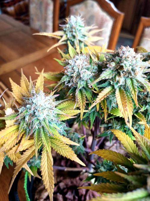 culture #1- Advanced Seeds. Week 8