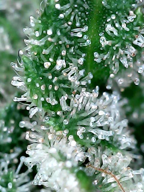 culture #1- Advanced Seeds. Week 8