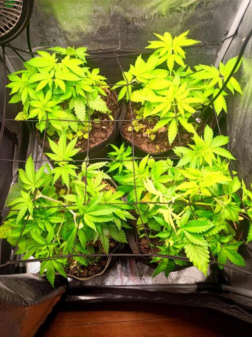 Advanced Seed (gelato#33, Zkittlez, FFC). Week 4