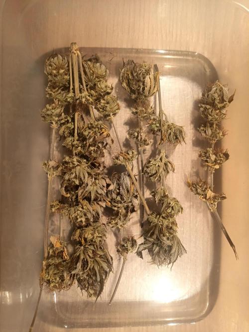 culture #1- Advanced Seeds. Week 8