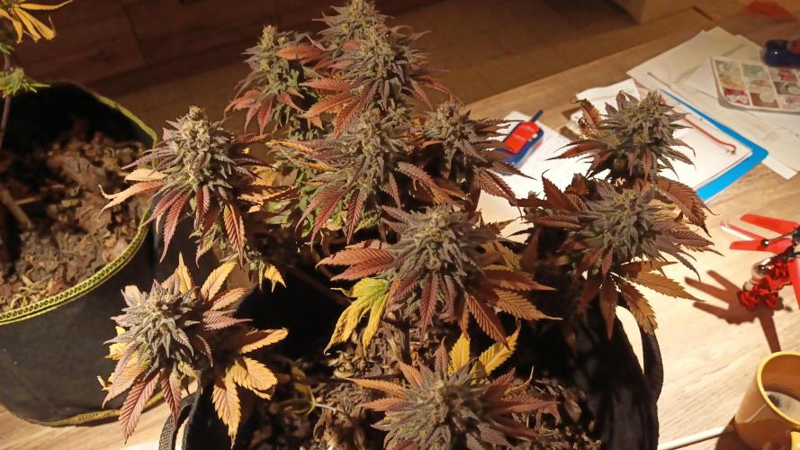 culture #1- Advanced Seeds. Week 9