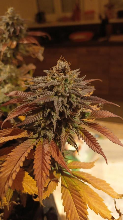 culture #1- Advanced Seeds. Week 9