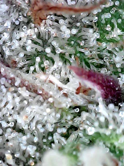 culture #1- Advanced Seeds. Week 9