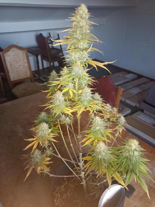 culture #1- Advanced Seeds. Week 7