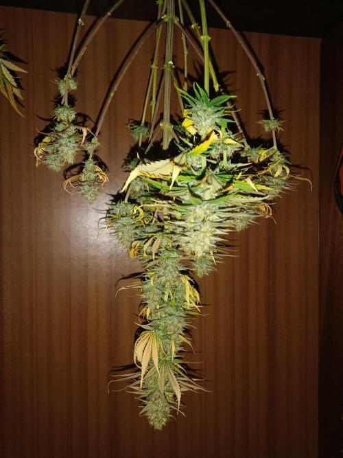 culture #1- Advanced Seeds. Week 7