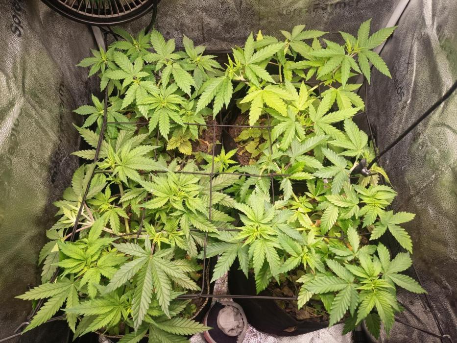 Advanced Seed (gelato#33, Zkittlez, FFC). Week 5