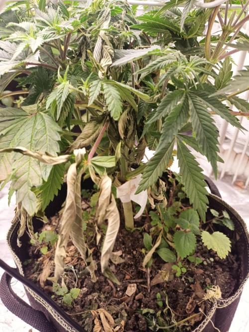 Advanced Seed (gelato#33, Zkittlez, FFC). Week 6