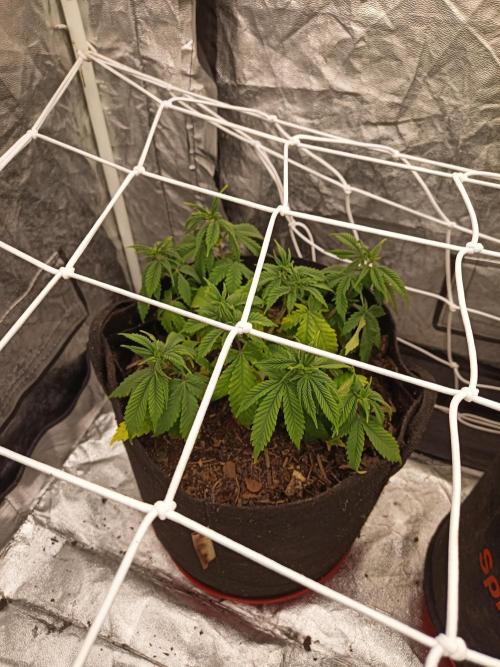 Advanced Seed (gelato#33, Zkittlez, FFC). Week 6