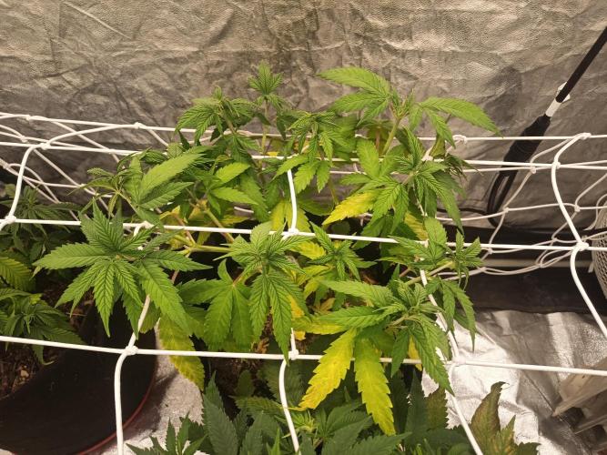 Advanced Seed (gelato#33, Zkittlez, FFC). Week 6
