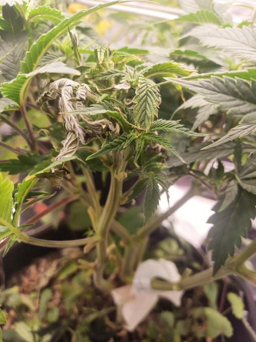 Advanced Seed (gelato#33, Zkittlez, FFC). Week 7