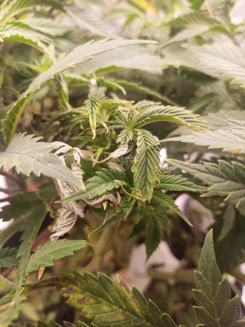 Advanced Seed (gelato#33, Zkittlez, FFC). Week 7