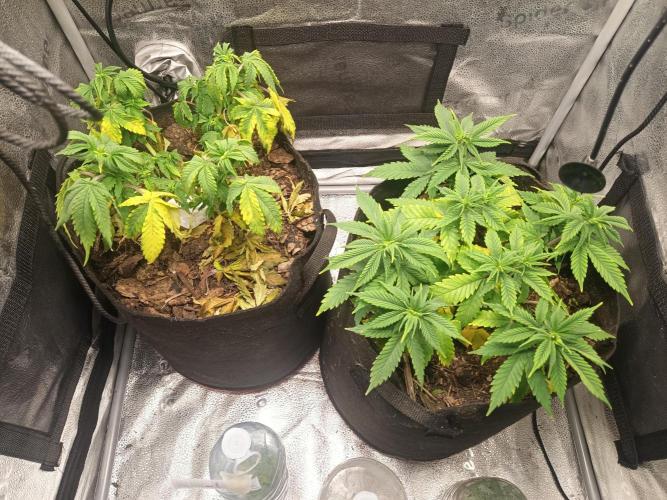 Advanced Seed (gelato#33, Zkittlez, FFC). Week 7
