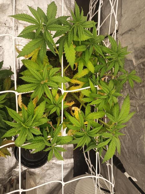 Advanced Seed (gelato#33, Zkittlez, FFC). Week 7