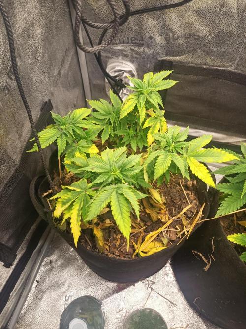 Advanced Seed (gelato#33, Zkittlez, FFC). Week 8