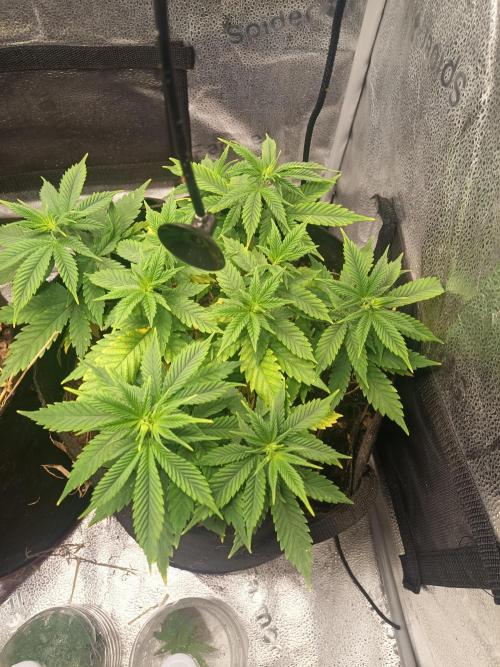 Advanced Seed (gelato#33, Zkittlez, FFC). Week 8