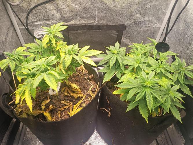 Advanced Seed (gelato#33, Zkittlez, FFC). Week 8