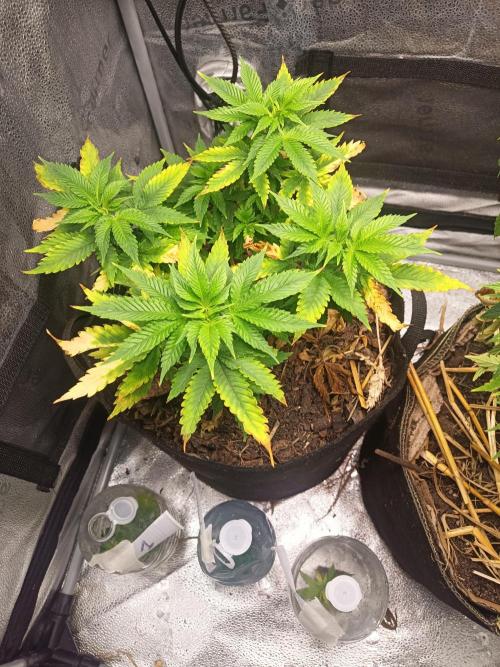Advanced Seed (gelato#33, Zkittlez, FFC). Week 8