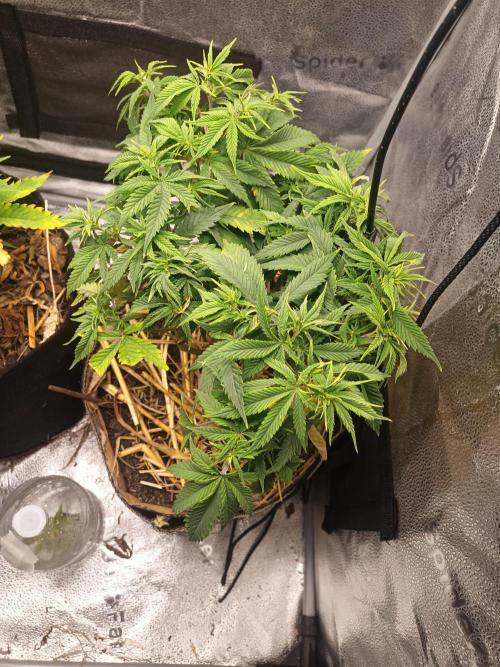 Advanced Seed (gelato#33, Zkittlez, FFC). Week 8