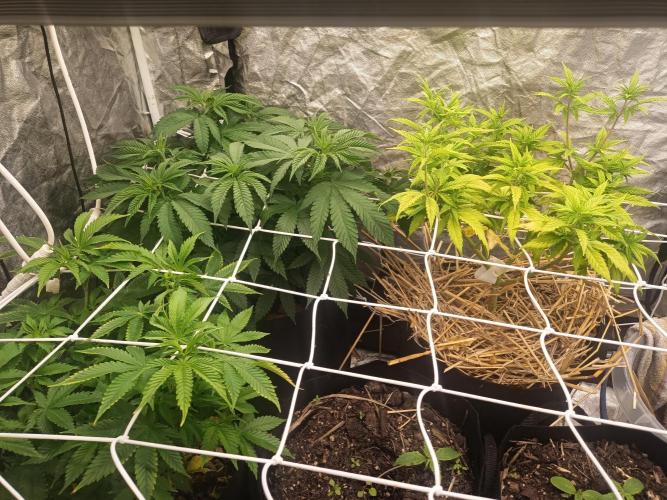 Advanced Seed (gelato#33, Zkittlez, FFC). Week 9