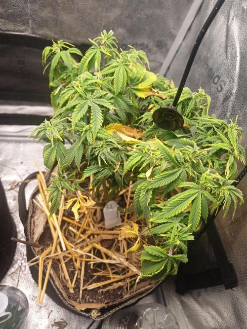 Advanced Seed (gelato#33, Zkittlez, FFC). Week 9