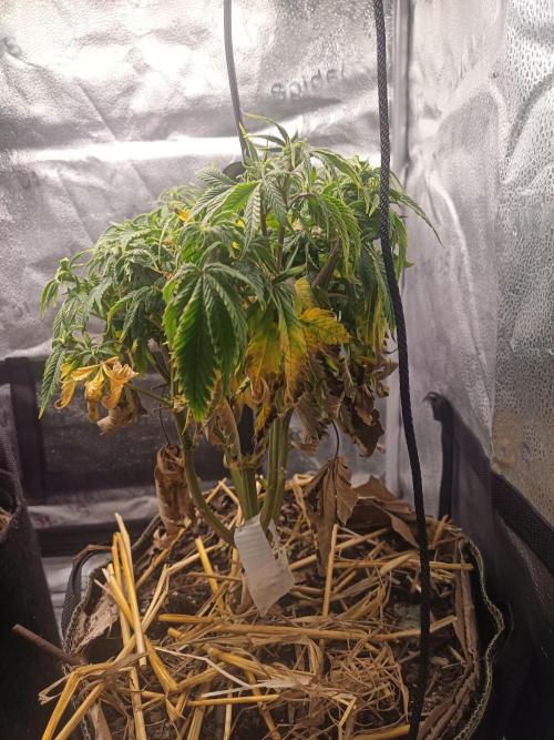 Advanced Seed (gelato#33, Zkittlez, FFC). Week 9