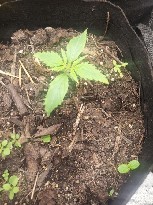 Gorilla Z. Week 1