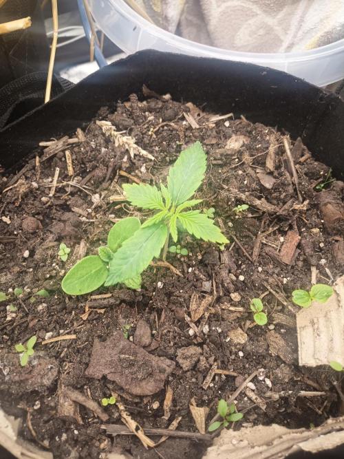Gorilla Z. Week 1