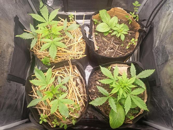 Gorilla Z. Week 2