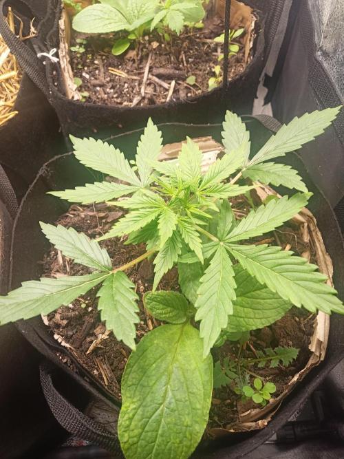 Gorilla Z. Week 2