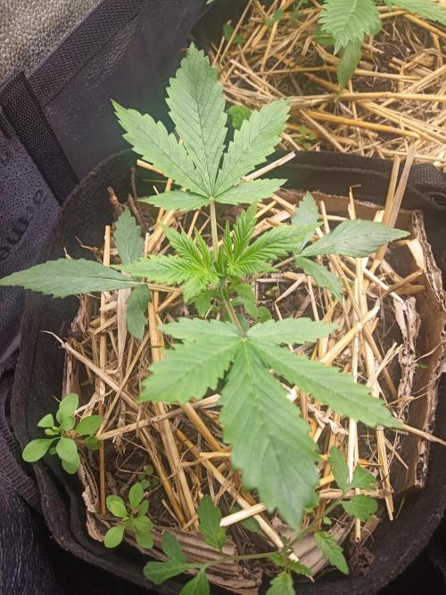 Gorilla Z. Week 2