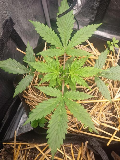 Gorilla Z. Week 2