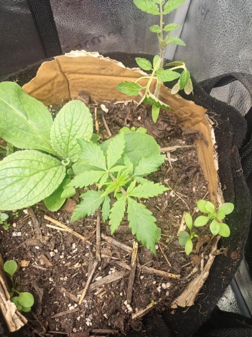 Gorilla Z. Week 2
