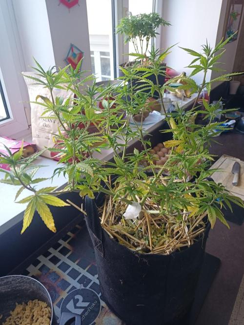 Advanced Seed (gelato#33, Zkittlez, FFC). Week 9 - Expression phenotypique accès grand parent Skunk#1